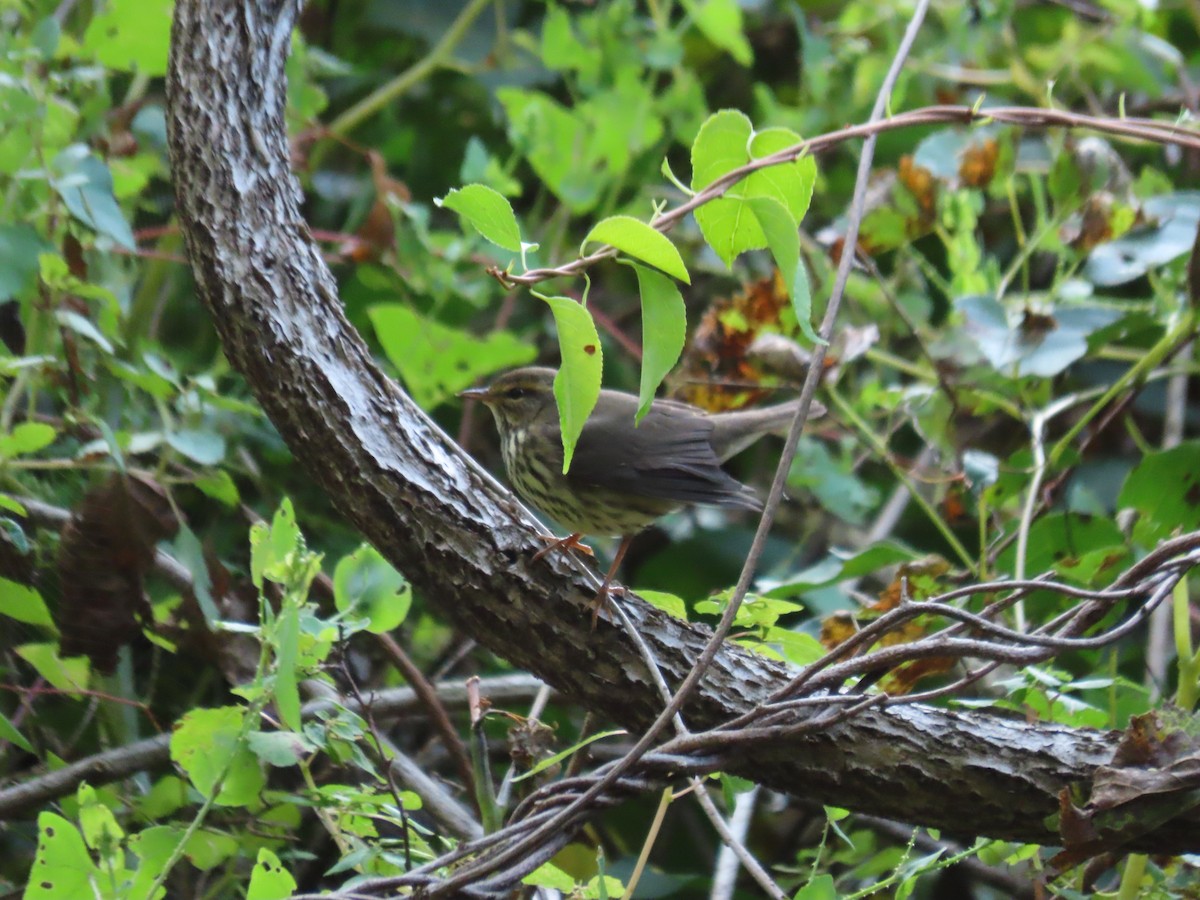 Northern Waterthrush - ML642125645