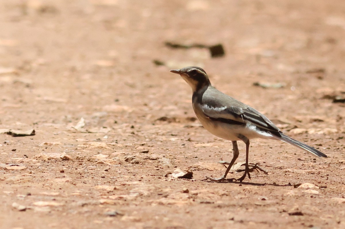 African Pied Wagtail - ML642125646