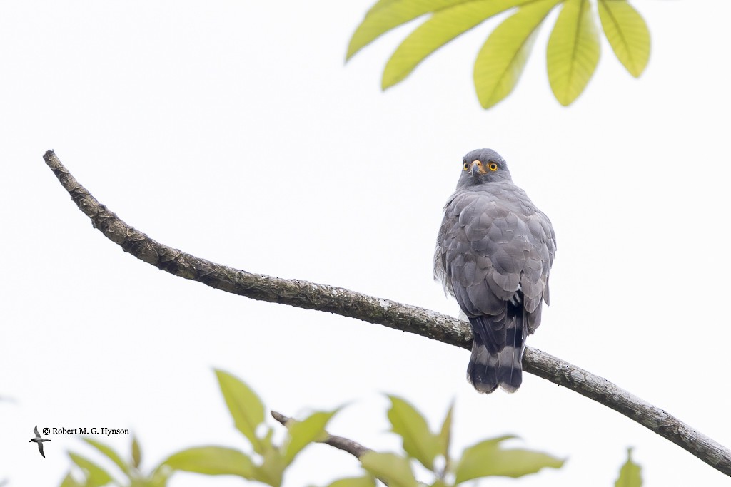 Roadside Hawk - ML642125647