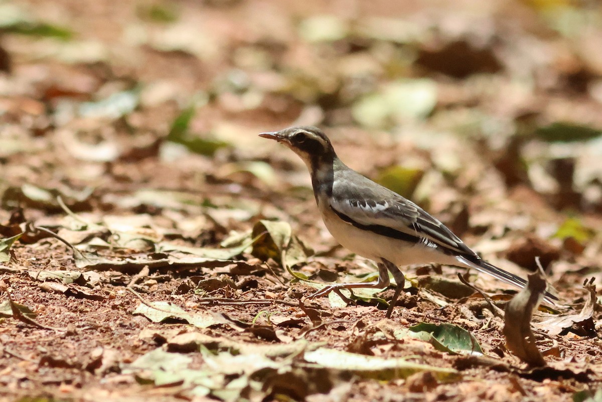African Pied Wagtail - ML642125648