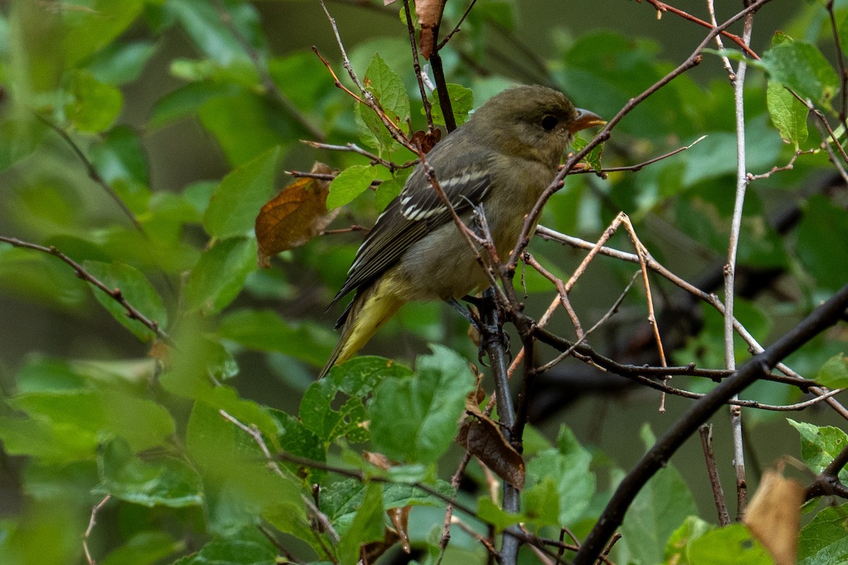 Western Tanager - ML642125656
