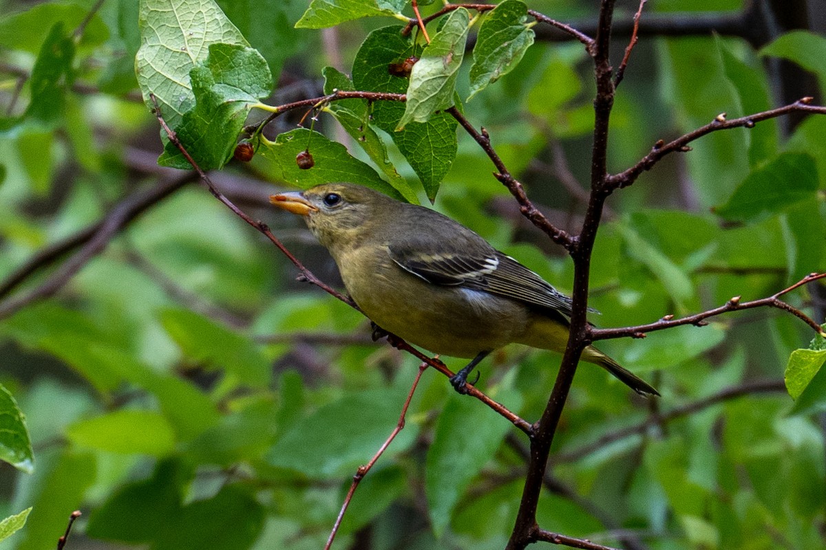 Western Tanager - ML642125657