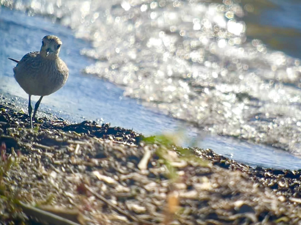 American Golden-Plover - ML642125658