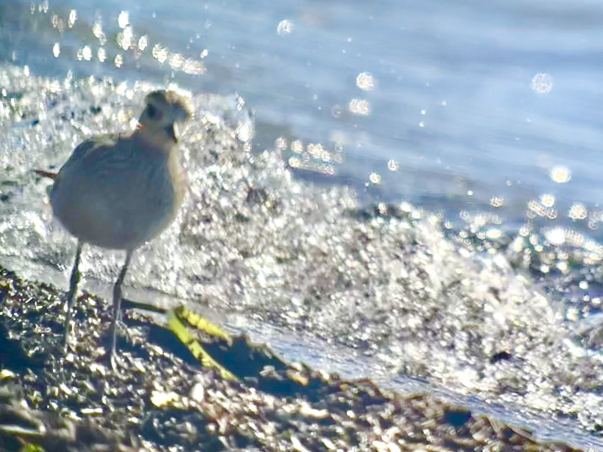 American Golden-Plover - ML642125659