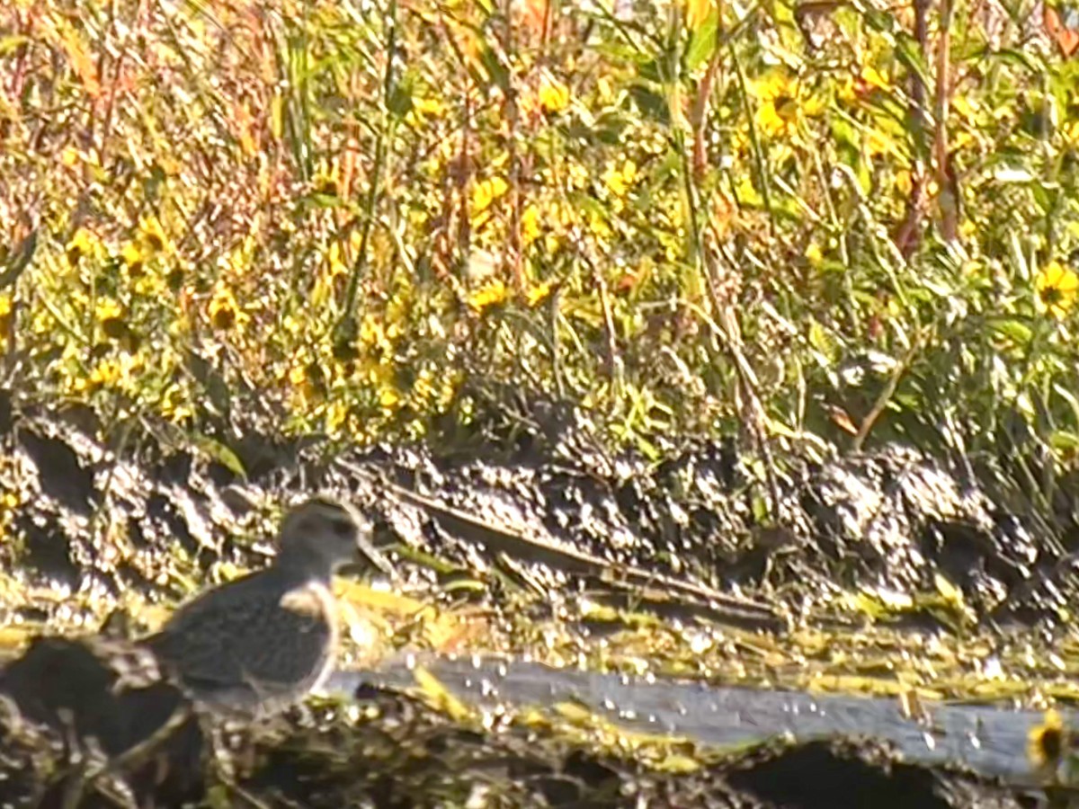 American Golden-Plover - ML642125660