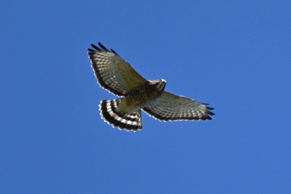 Broad-winged Hawk - ML642125661