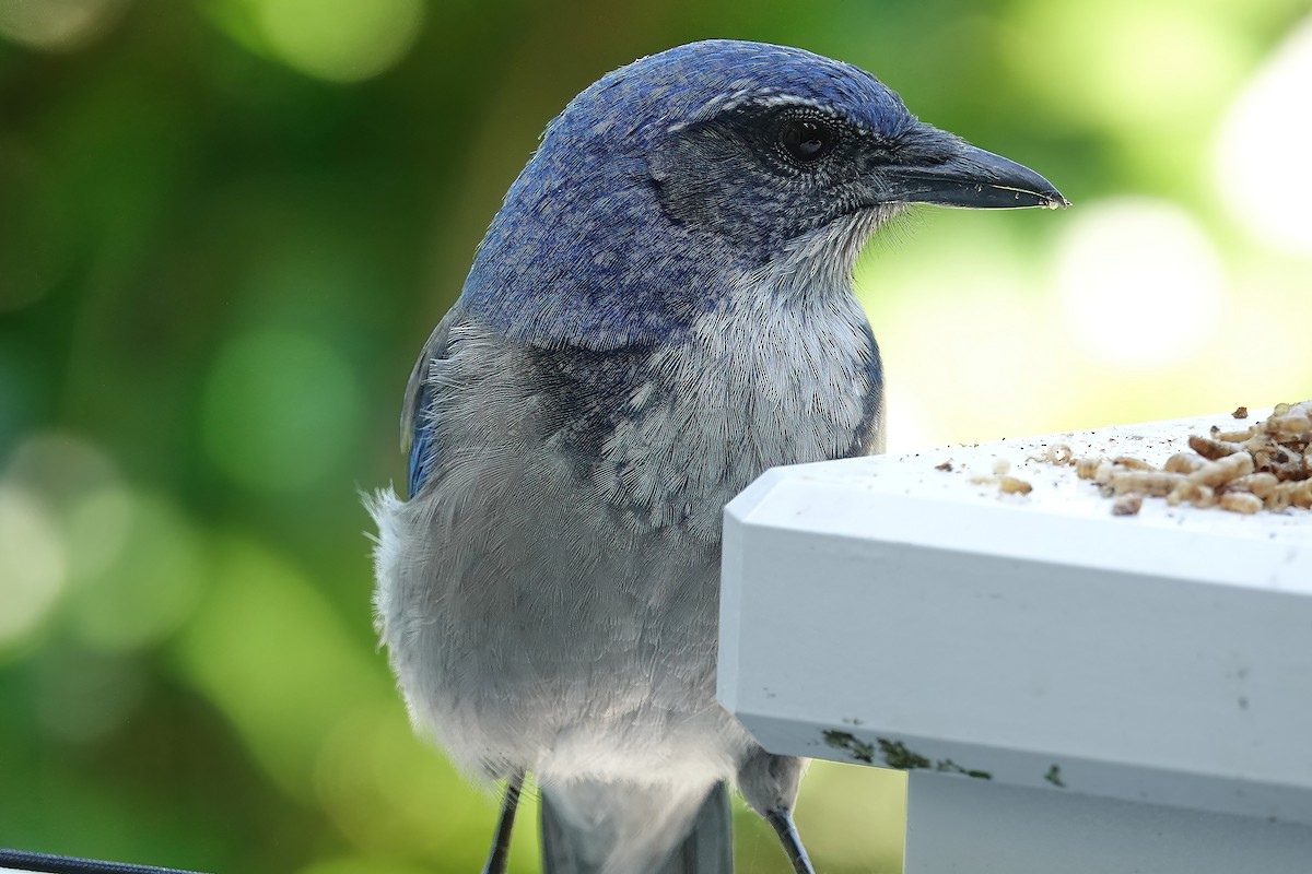 California Scrub-Jay - ML642125662
