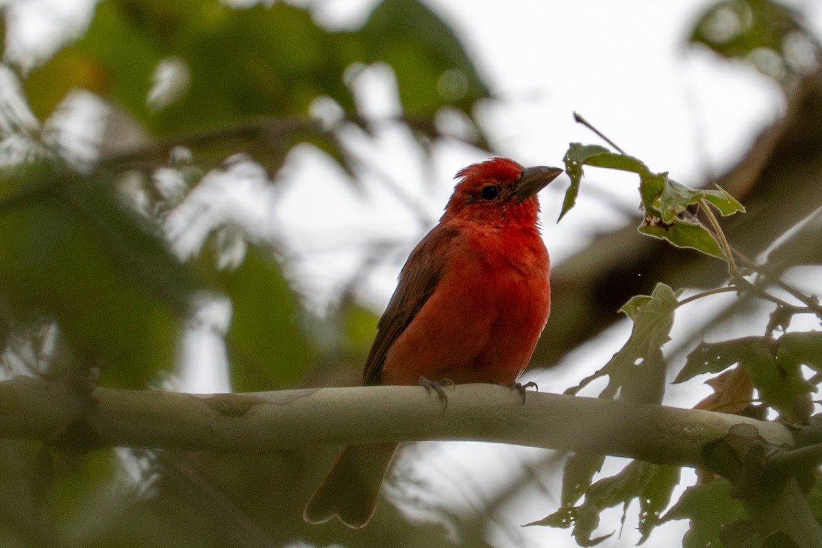 Summer Tanager - ML642125664