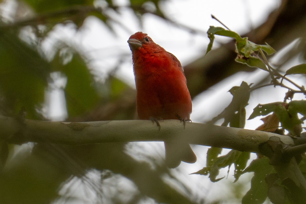 Summer Tanager - ML642125665