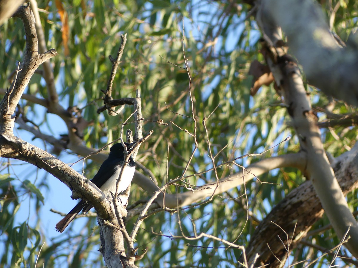 Satin Flycatcher - ML642125666