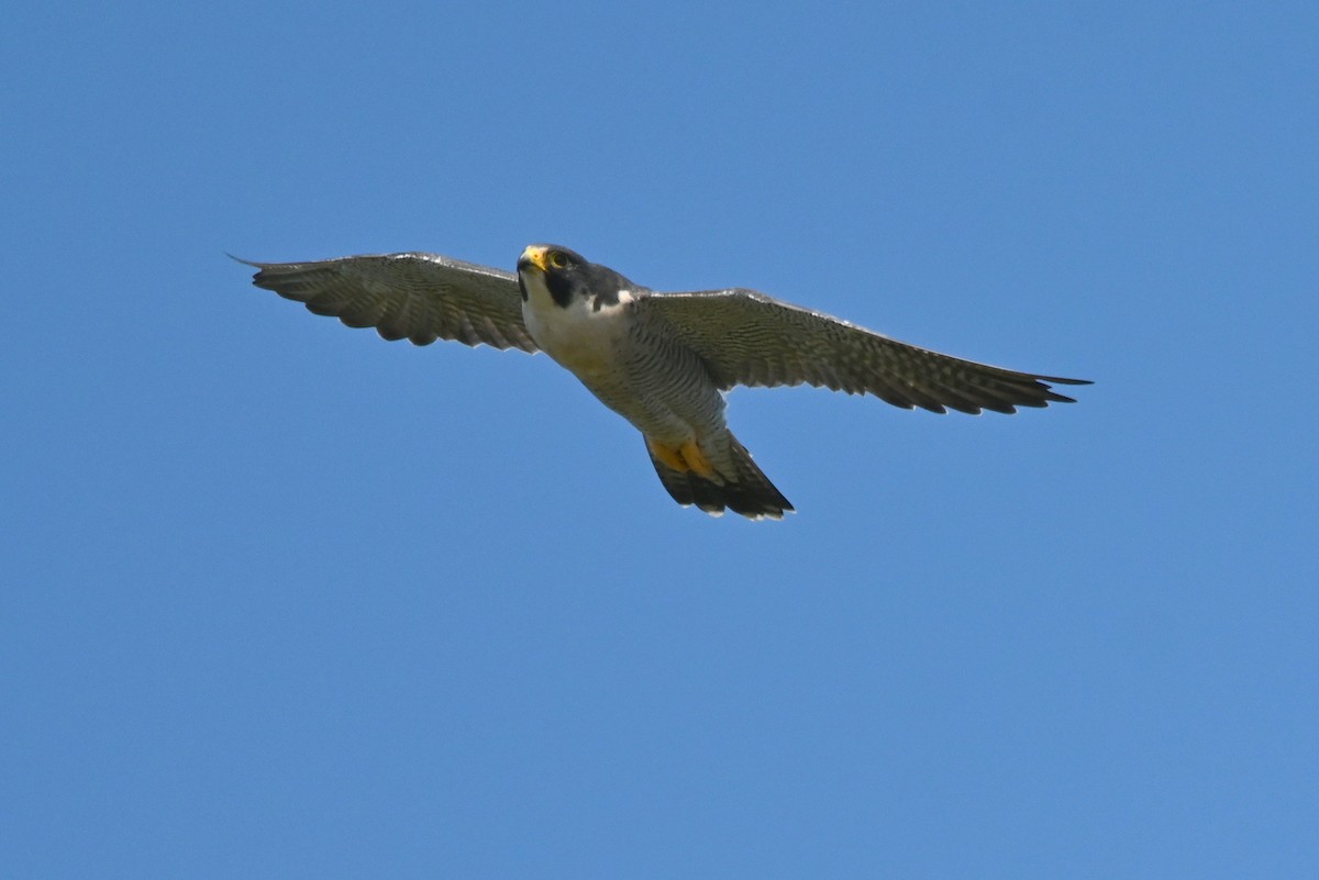 Peregrine Falcon - ML642125667