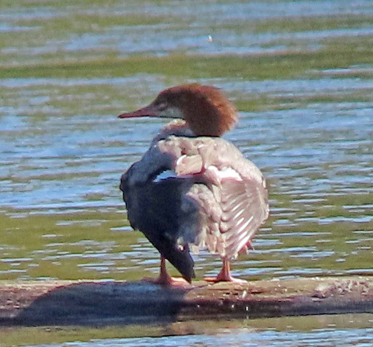 Common Merganser - ML642125668