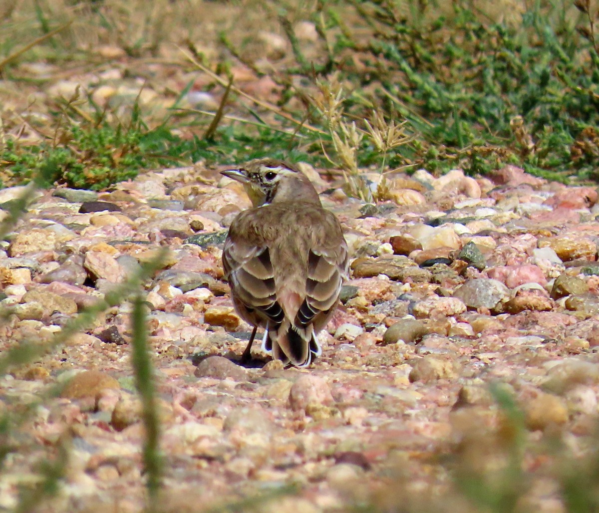 Horned Lark - ML642125672