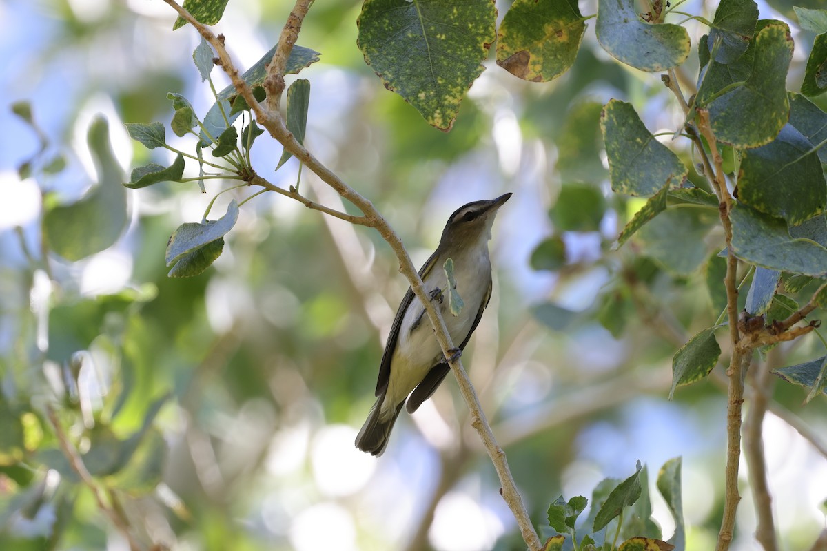 Red-eyed Vireo - ML642125676