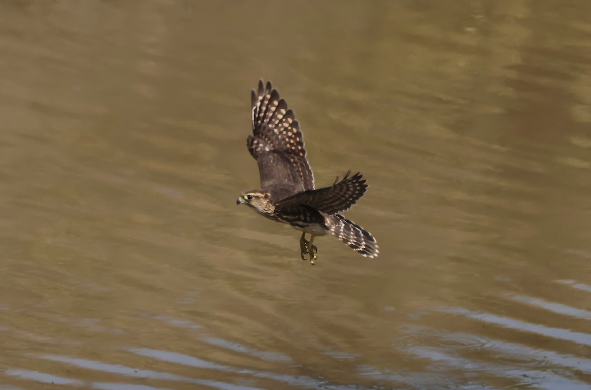 Merlin - ML642125677