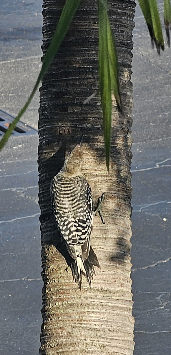 Red-bellied Woodpecker - ML642125678