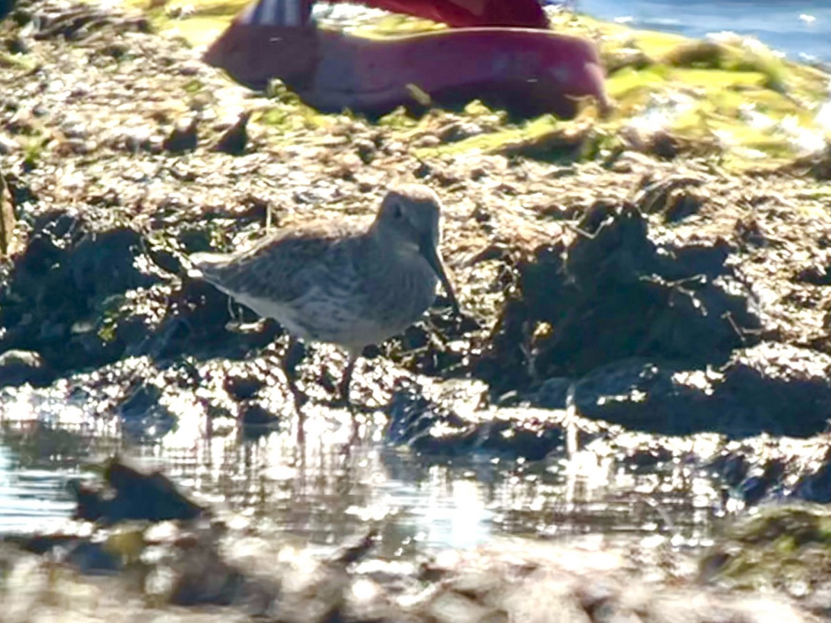 Dunlin - ML642125679