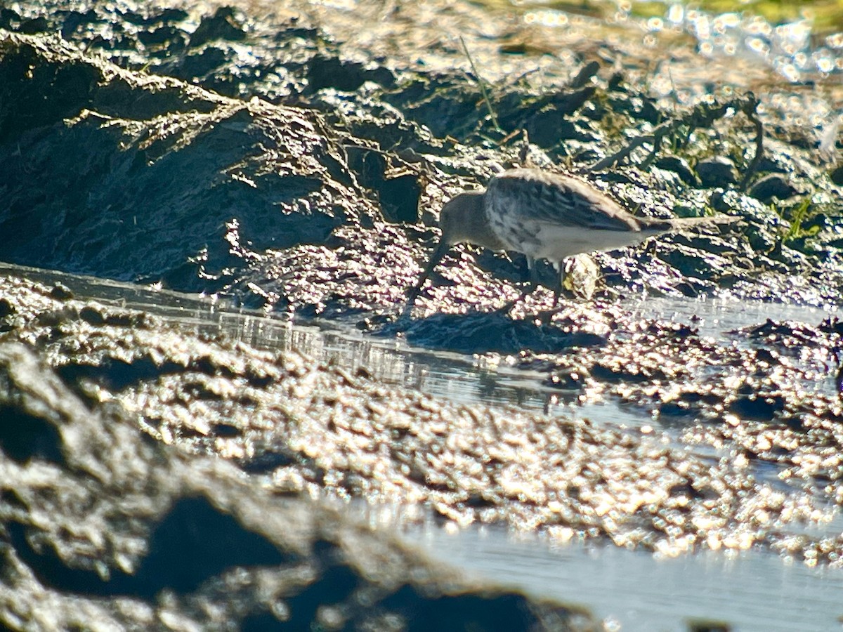Dunlin - ML642125681