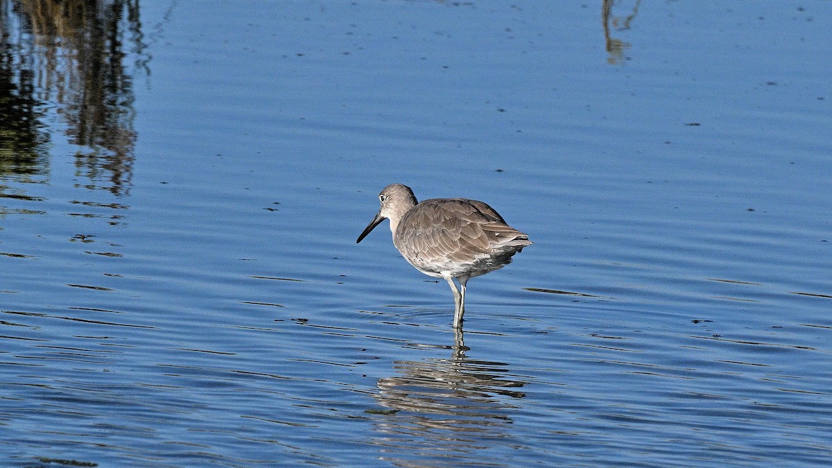 Willet - ML642125683