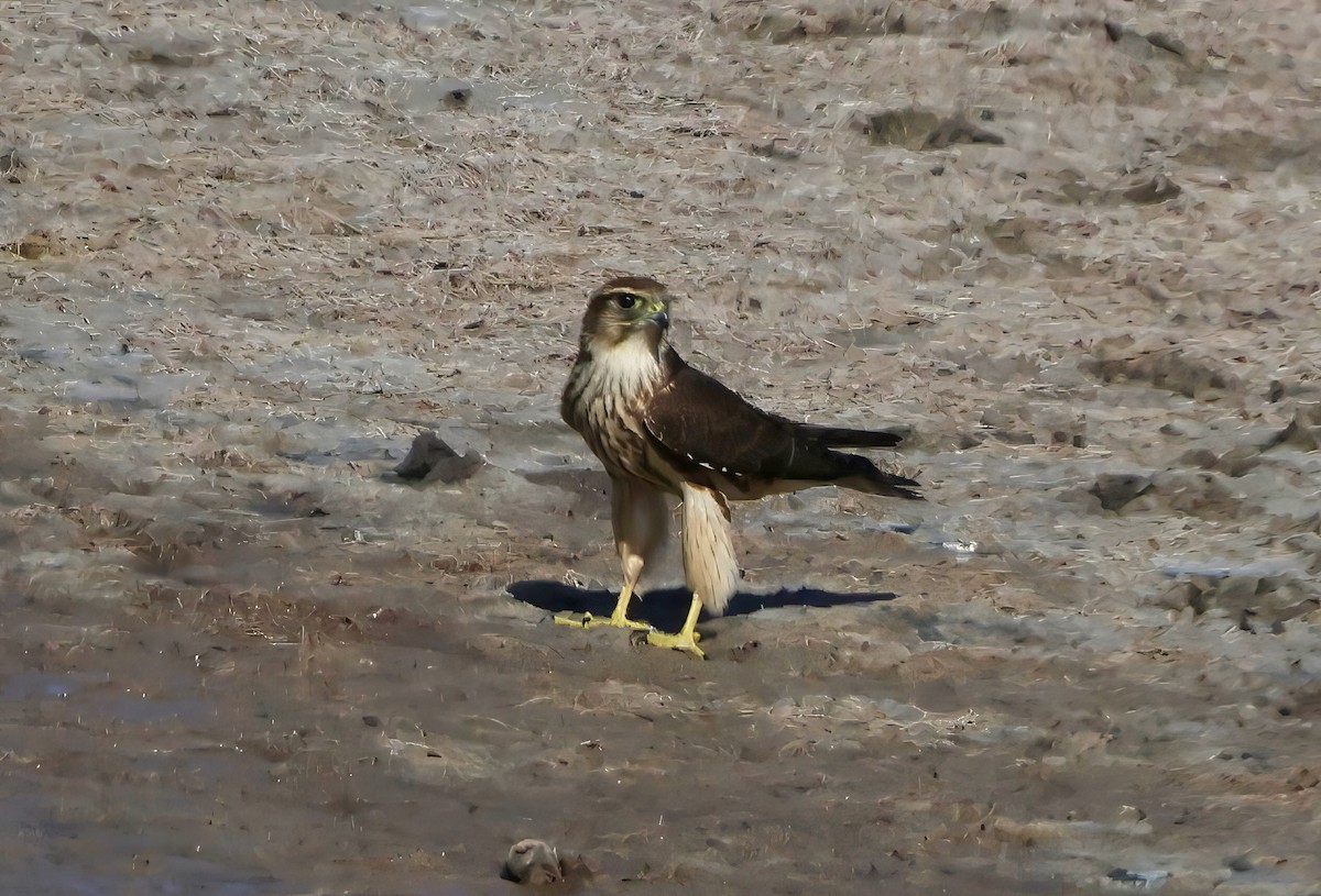 Merlin - ML642125684