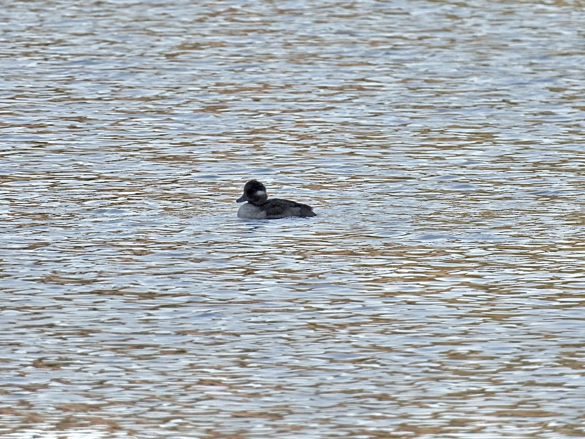 Bufflehead - ML642125685