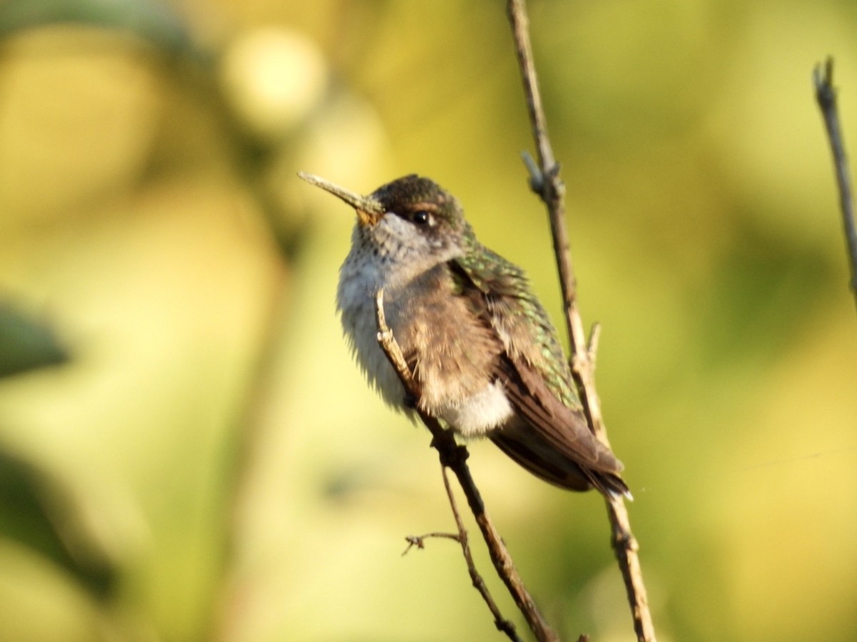 Ruby-throated Hummingbird - ML642125686