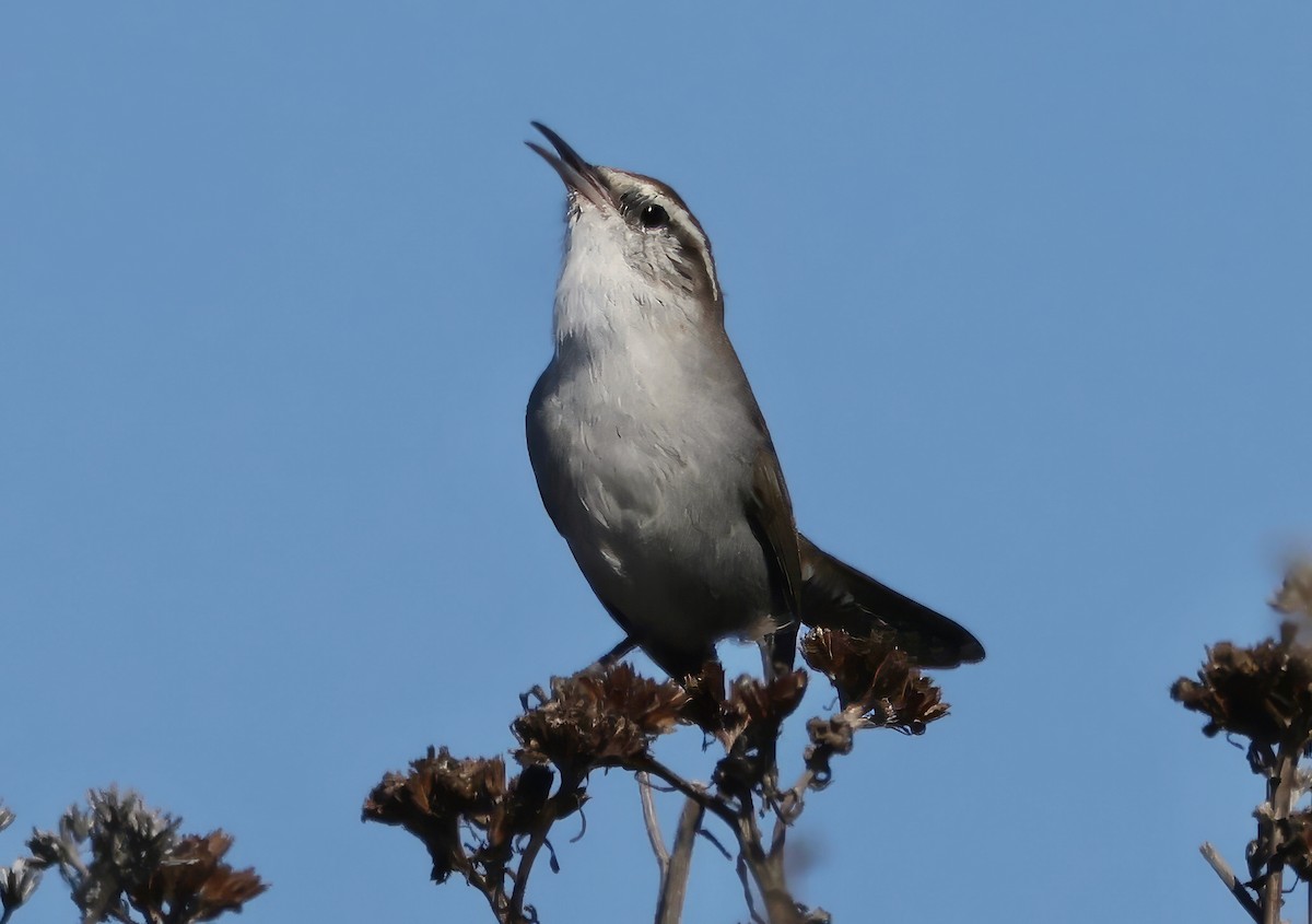 Bewick's Wren - ML642125687