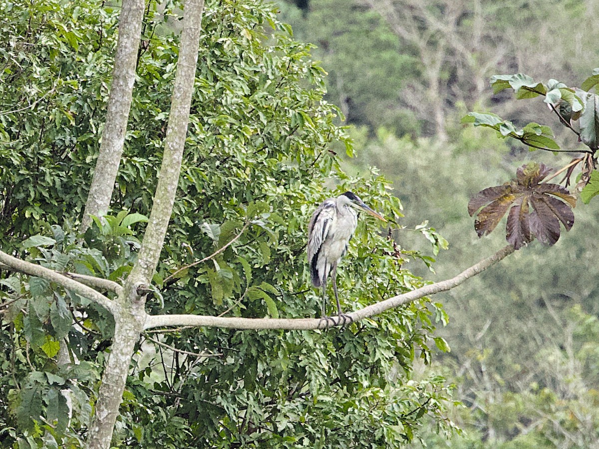 Cocoi Heron - ML642125689