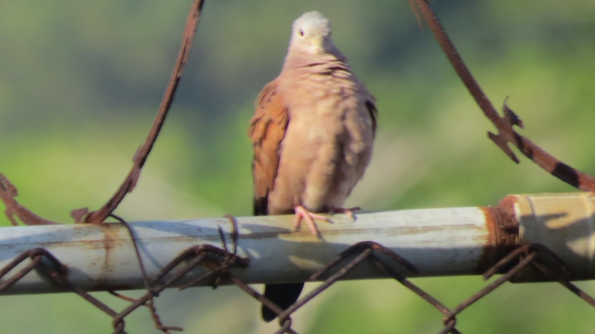 Ruddy Ground Dove - ML642125690