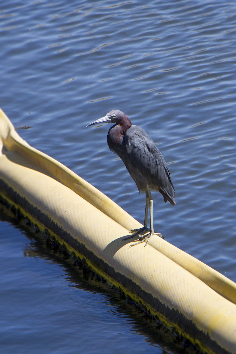 Little Blue Heron - ML642125691