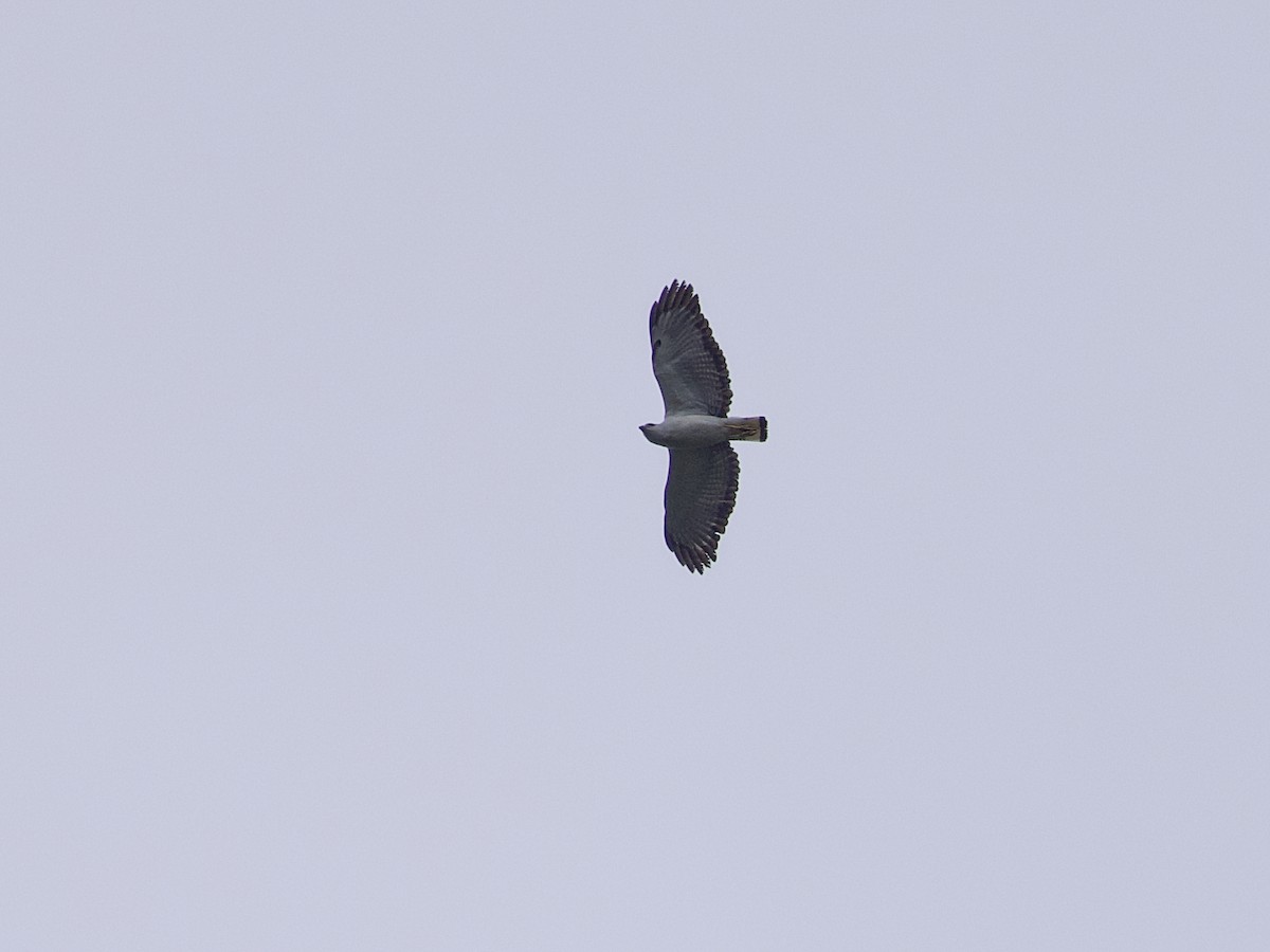 White-necked Hawk - ML642125692