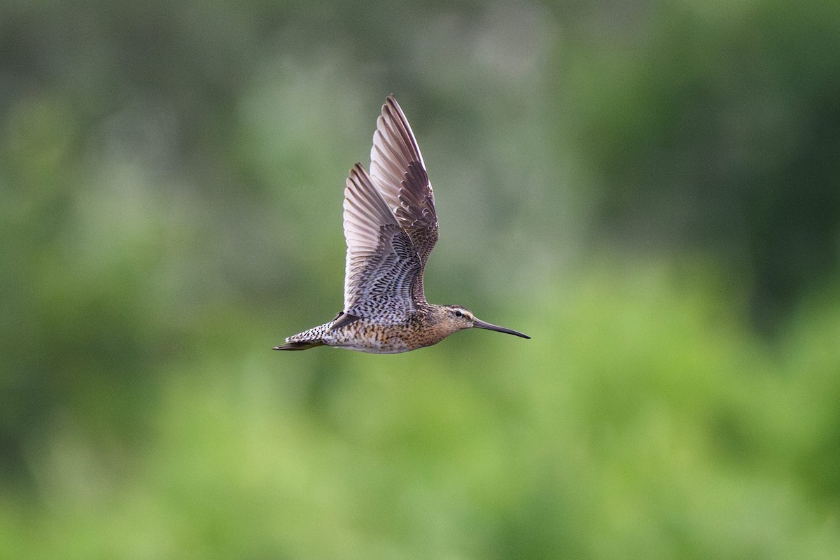 Short-billed Dowitcher - ML642125693
