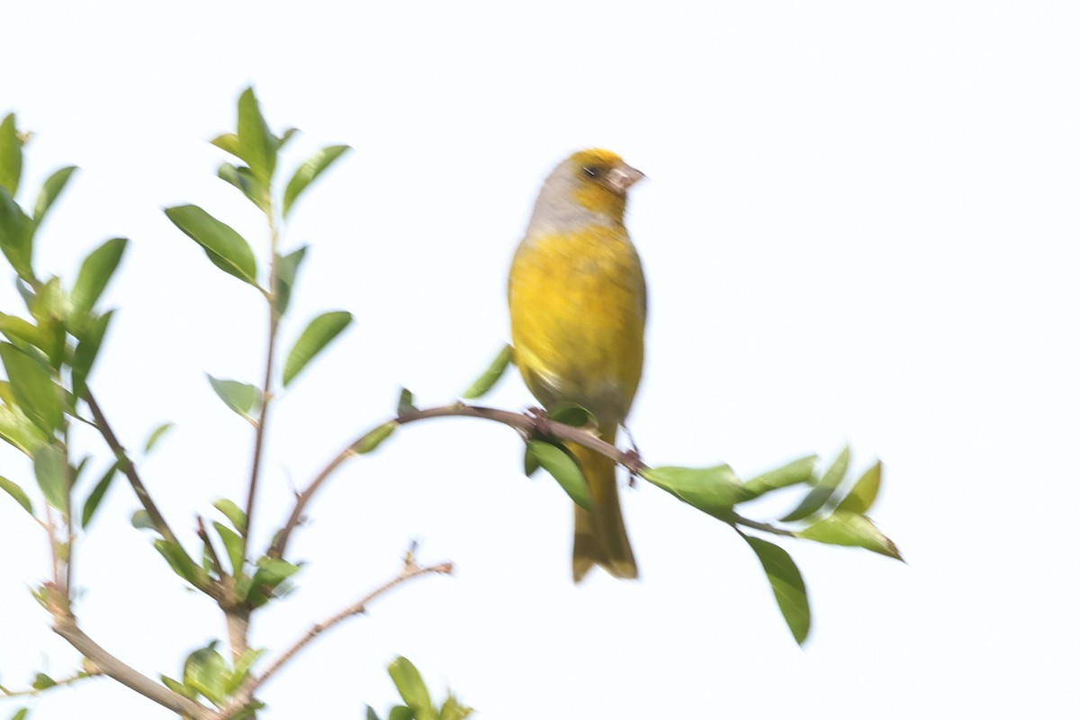 Cape Canary - ML642125694