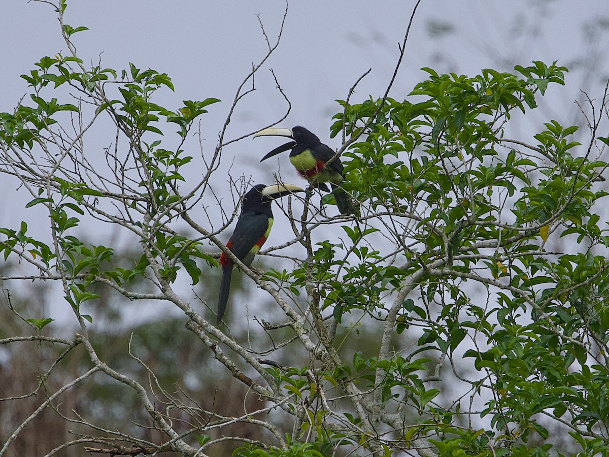 Black-necked Aracari - ML642125704