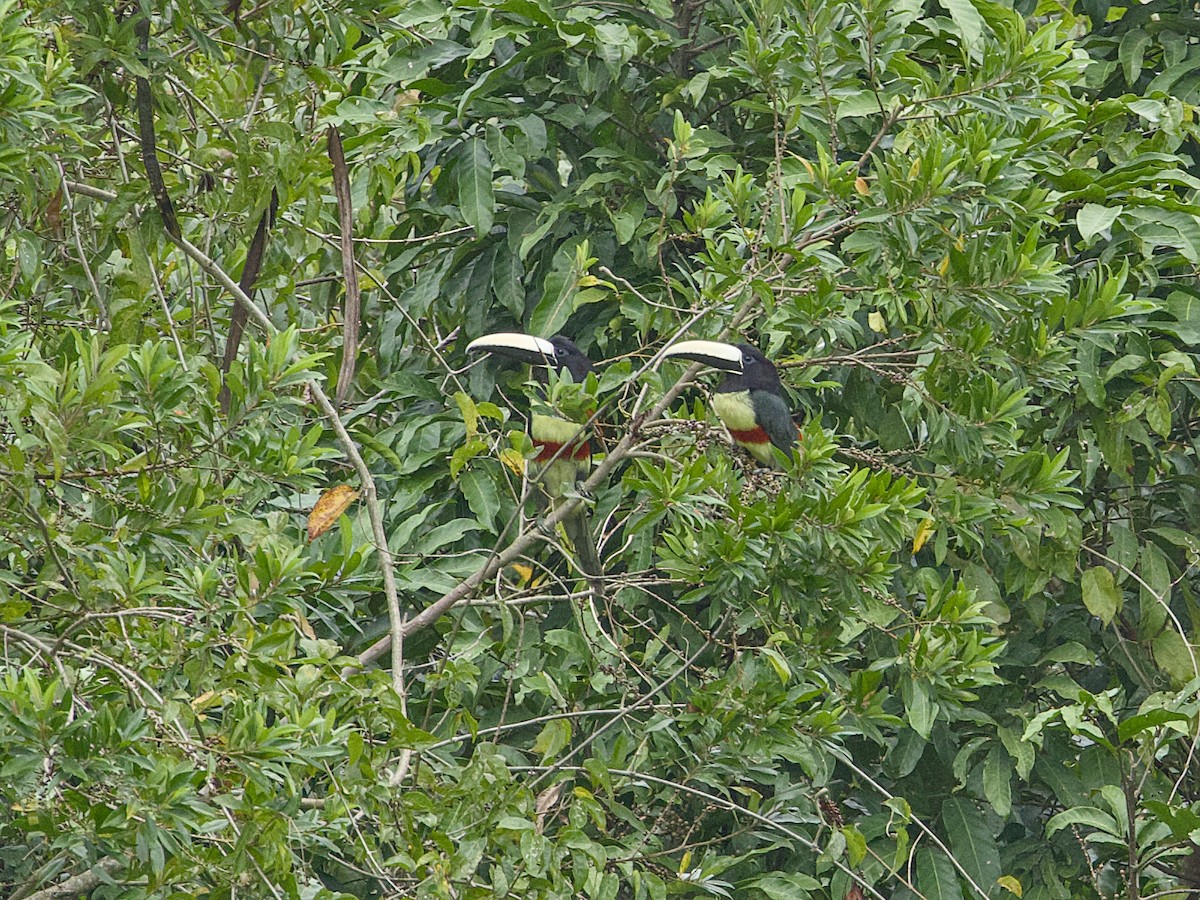 Black-necked Aracari - ML642125705