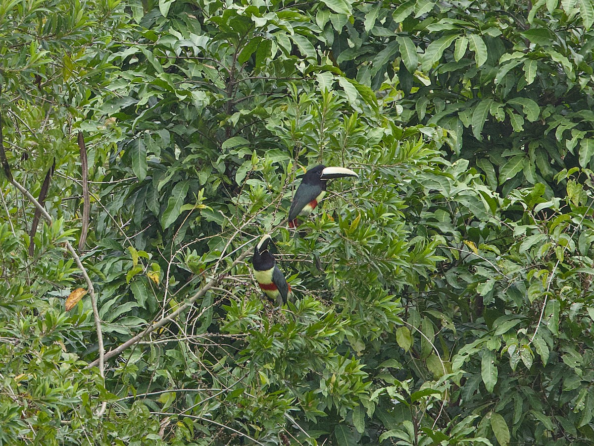 Black-necked Aracari - ML642125706