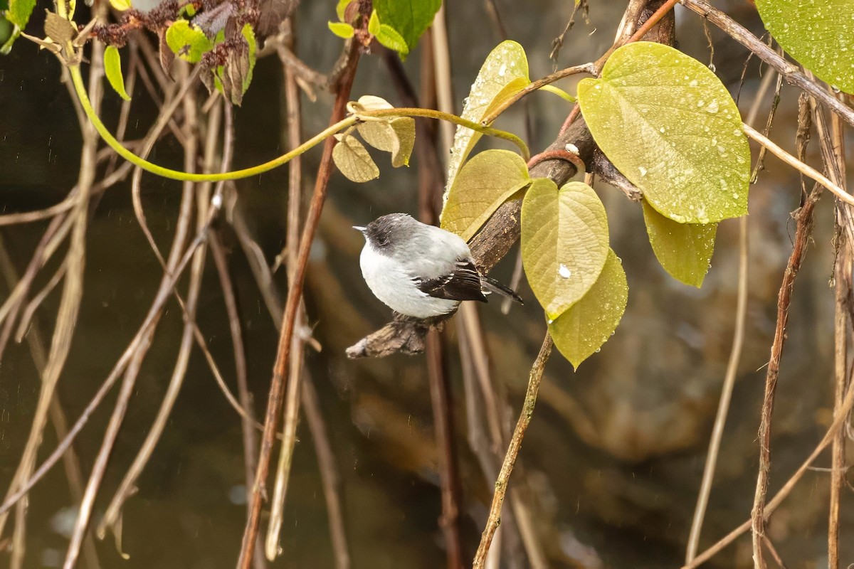 Torrent Tyrannulet - ML642125713