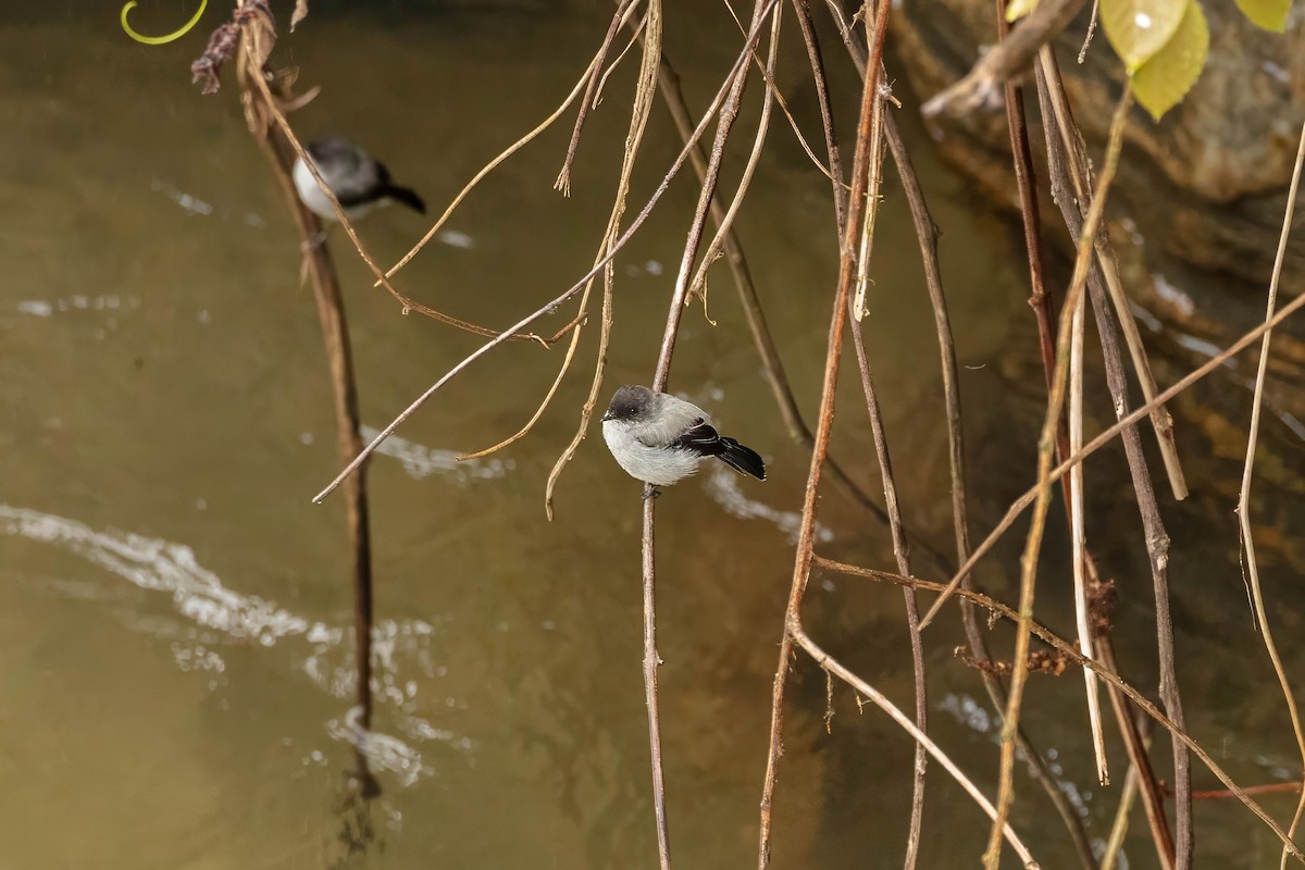 Torrent Tyrannulet - ML642125714