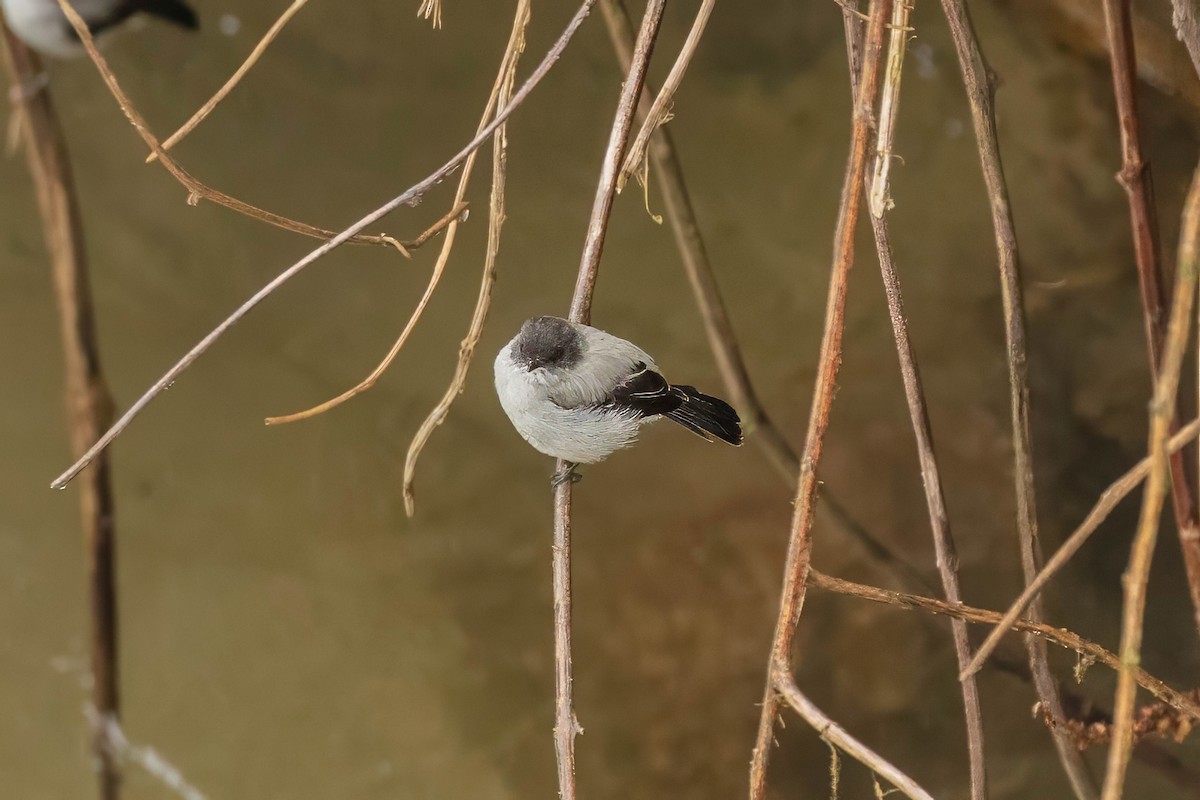 Torrent Tyrannulet - ML642125715