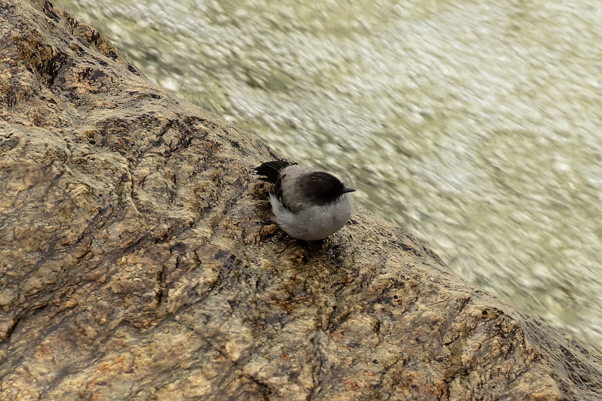 Torrent Tyrannulet - ML642125716