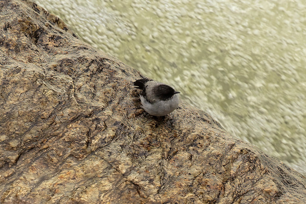 Torrent Tyrannulet - ML642125717
