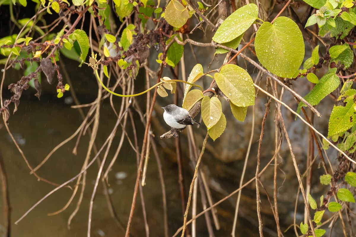 Torrent Tyrannulet - ML642125718