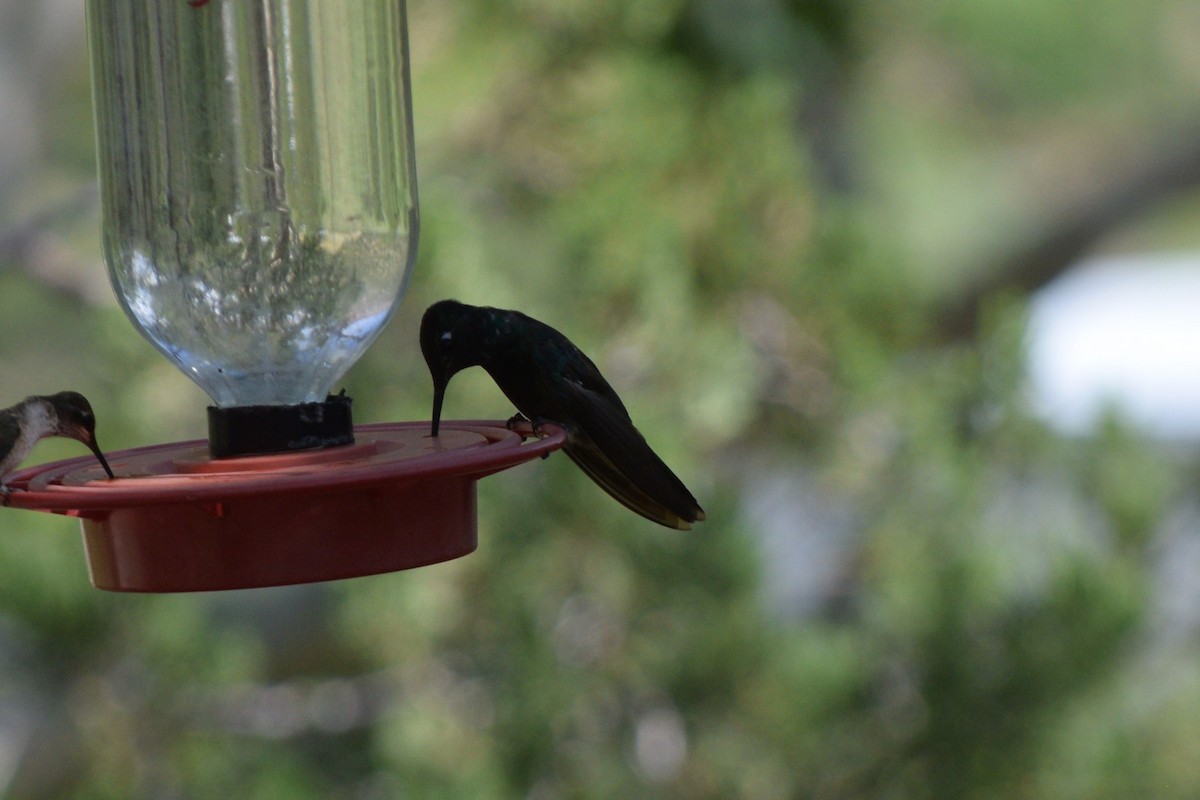 Rivoli's Hummingbird - ML642125719