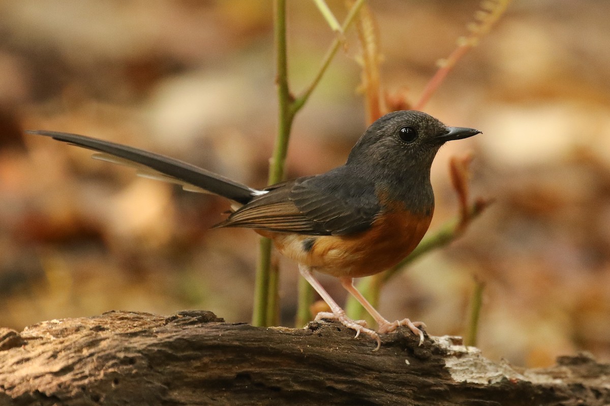 White-rumped Shama - ML642125730