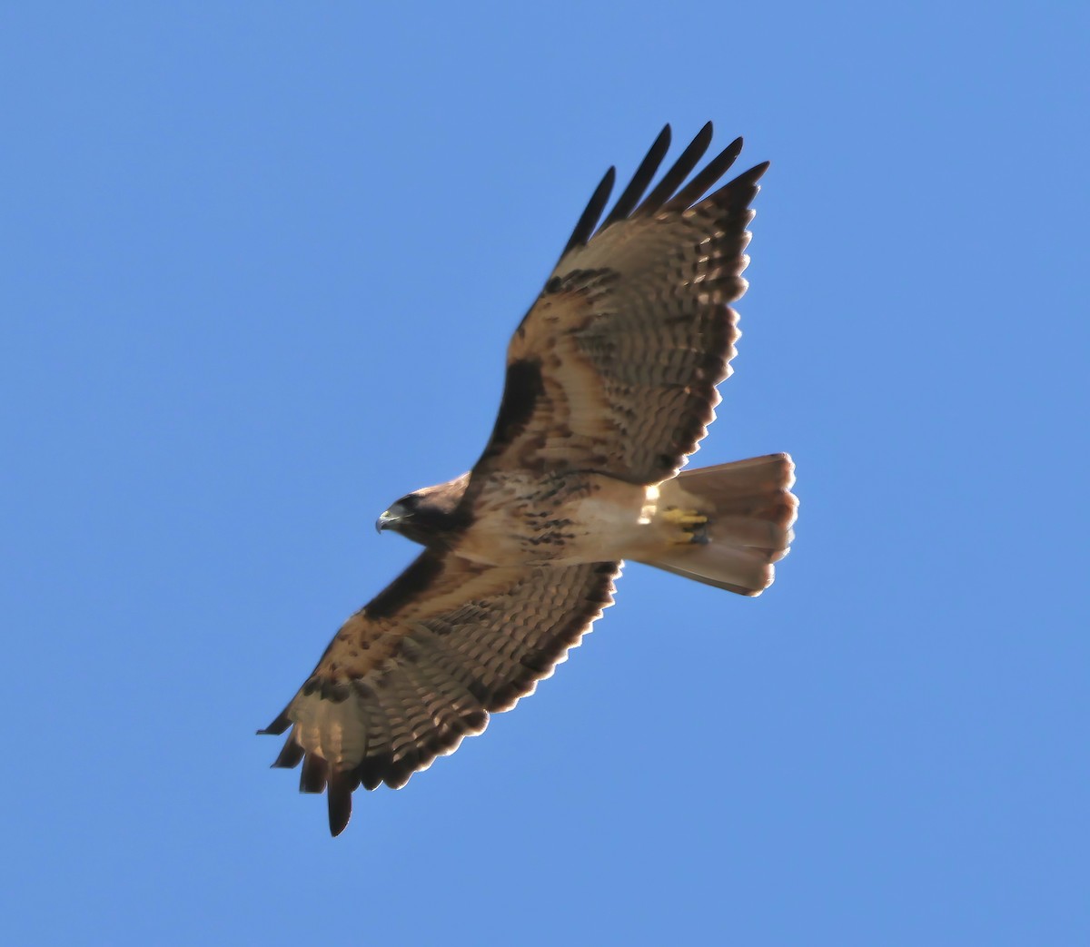 Red-tailed Hawk - ML642125731