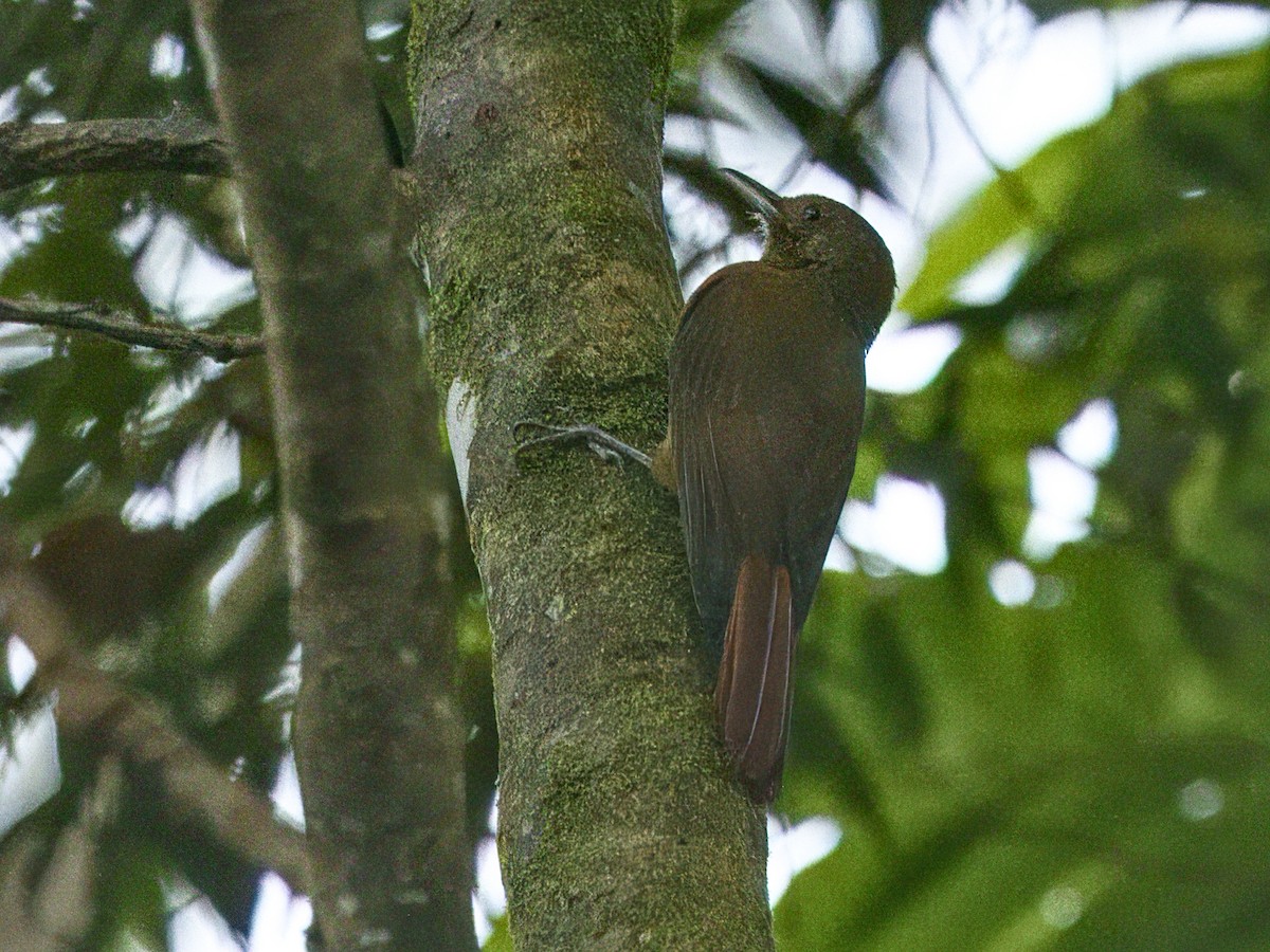 Plain-winged Woodcreeper - ML642125739