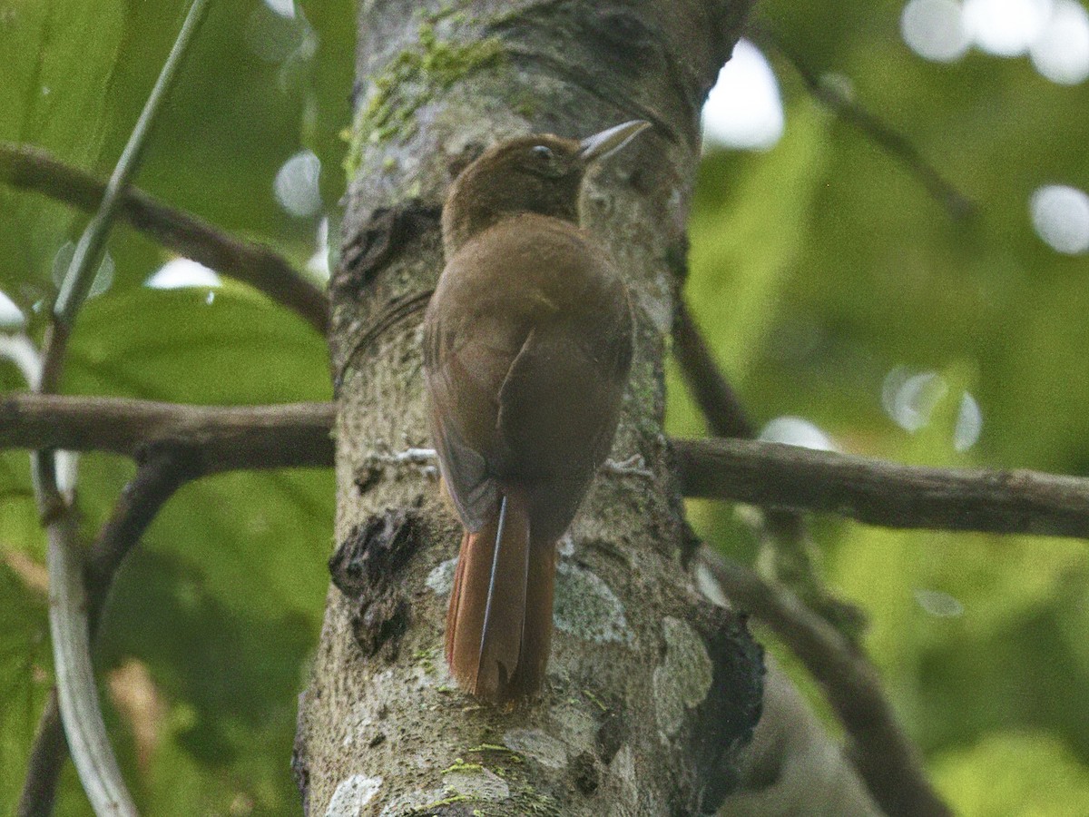 Plain-winged Woodcreeper - ML642125740