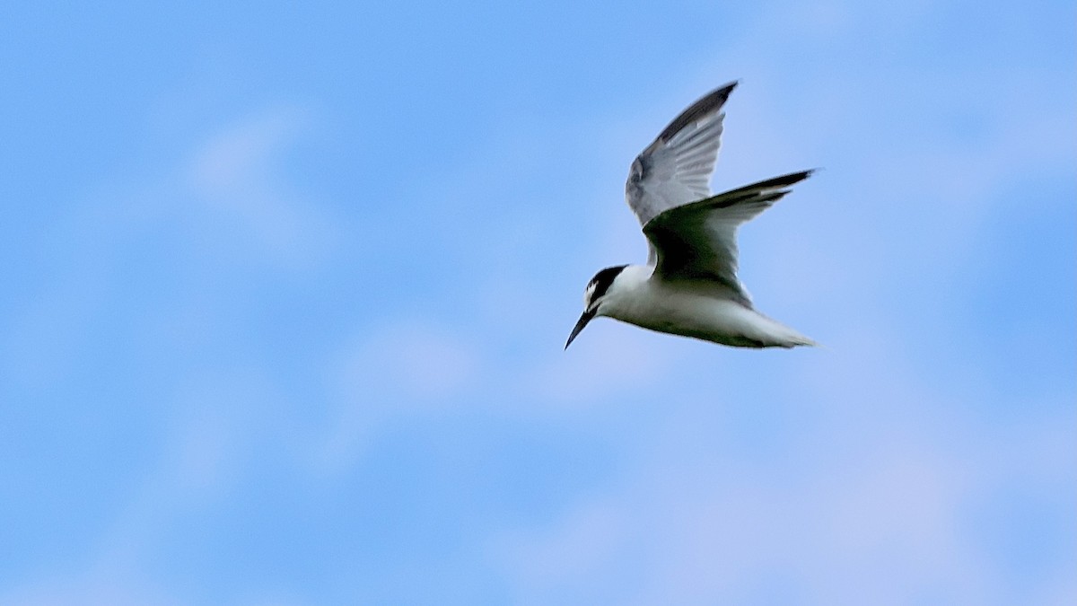 Little Tern - ML642125743