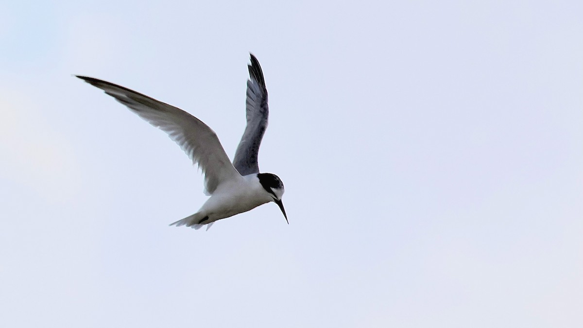 Little Tern - ML642125744