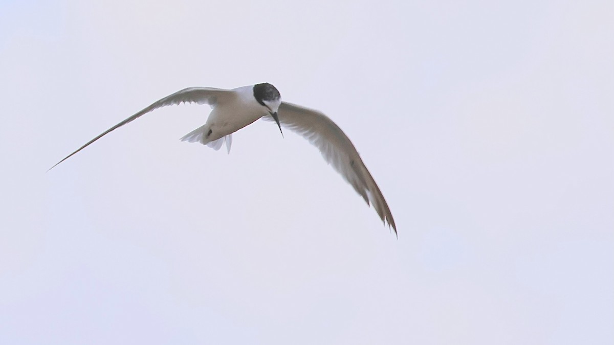Little Tern - ML642125745